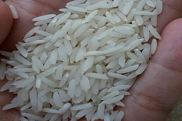 برنج شیرودی بیشتر در مناطق کوهستانی و سردسیر در شمال کشت می شود و جزو برنج های با طبع سرد می باشد .