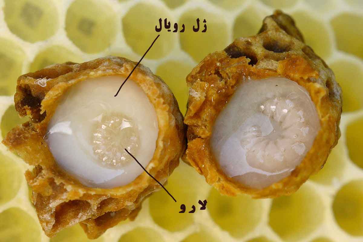  ژل رویال یا شاه انگبین نوعی ماده غذایی ارزشمندی است که توسط زنبورهای عسل تهیه می‌شود 